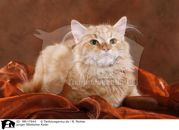 junger Sibirischer Kater / young Siberian Forest Cat / RR-17644