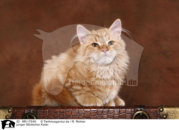 junger Sibirischer Kater / young Siberian Forest Cat / RR-17648