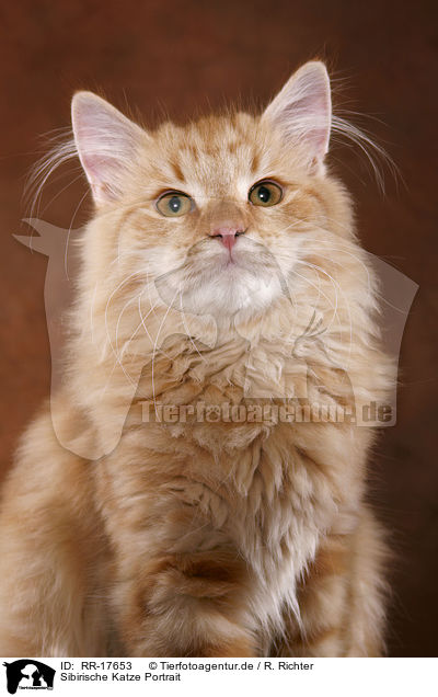 Sibirische Katze Portrait / RR-17653
