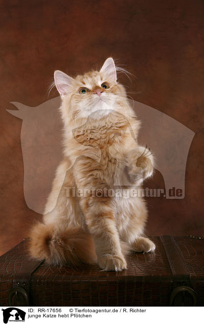 junge Katze hebt Pftchen / RR-17656