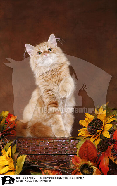 junge Katze hebt Pftchen / RR-17662