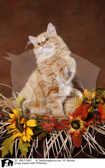 junge Katze hebt Pftchen / RR-17681