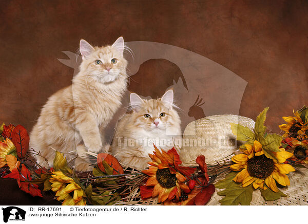 zwei junge Sibirische Katzen / RR-17691