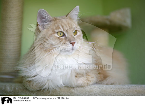 Sibirische Katze / Siberian Cat / RR-20257