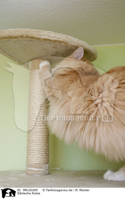 Sibirische Katze / Siberian Cat / RR-20265