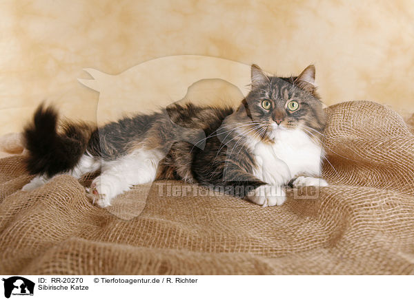 Sibirische Katze / RR-20270