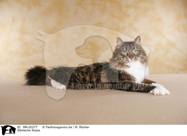 Sibirische Katze / Siberian Cat / RR-20277