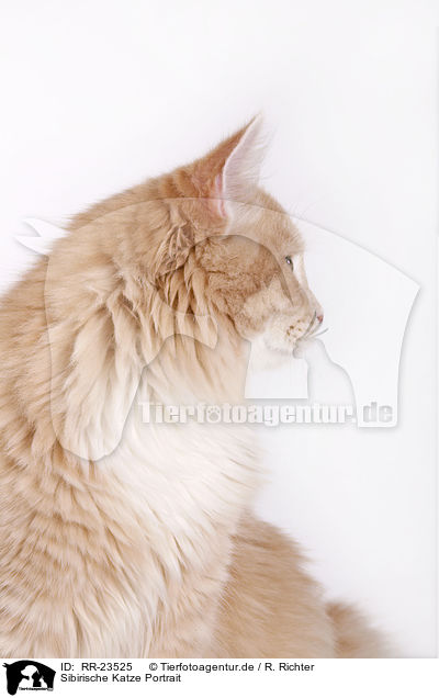 Sibirische Katze Portrait / Siberian cat portrait / RR-23525