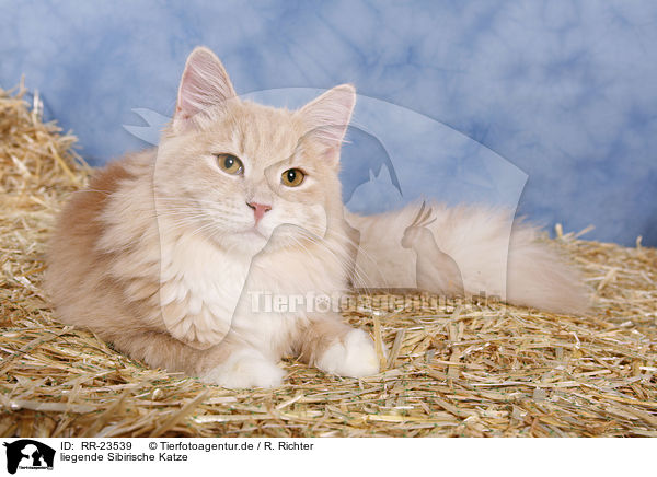 liegende Sibirische Katze / lying Siberian Cat / RR-23539