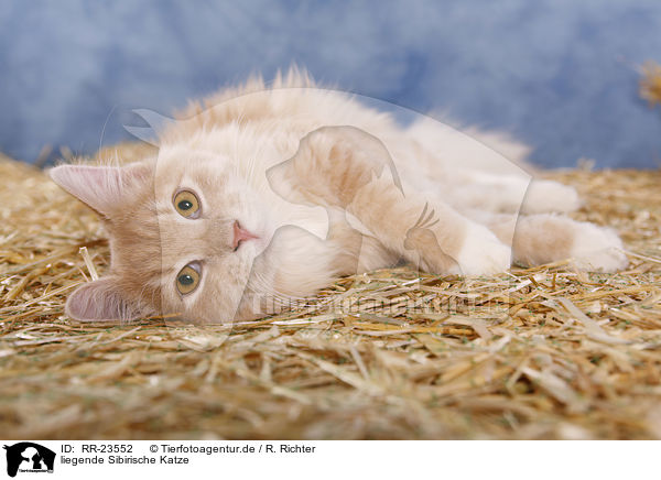 liegende Sibirische Katze / lying Siberian Cat / RR-23552