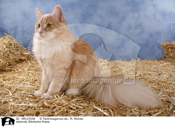 sitzende Sibirische Katze / sitting siberian cat / RR-23556