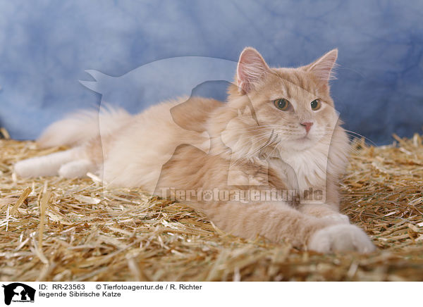 liegende Sibirische Katze / lying Siberian Cat / RR-23563