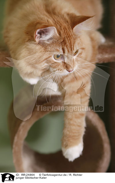 junger Sibirischer Kater / young Siberian tomcat / RR-24864