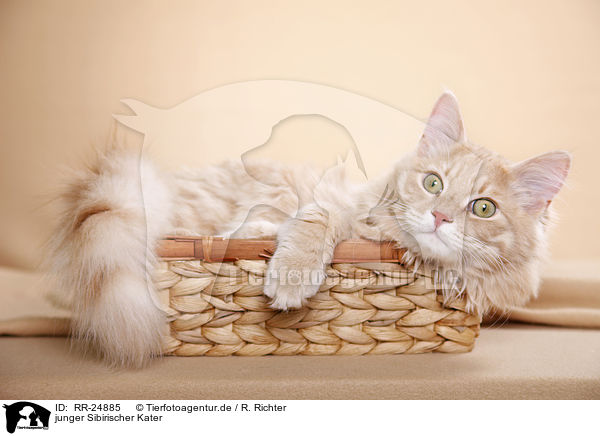 junger Sibirischer Kater / young Siberian tomcat / RR-24885