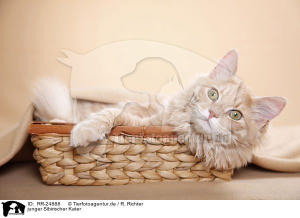 junger Sibirischer Kater / young Siberian tomcat / RR-24888