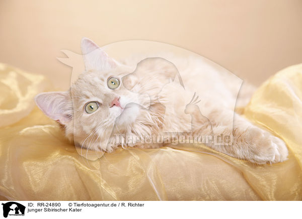 junger Sibirischer Kater / young Siberian tomcat / RR-24890