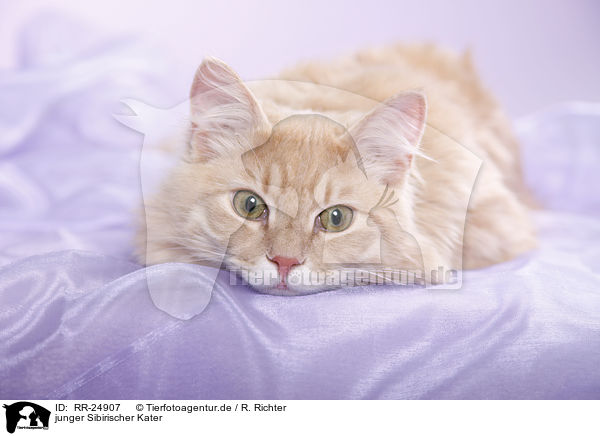 junger Sibirischer Kater / young Siberian tomcat / RR-24907