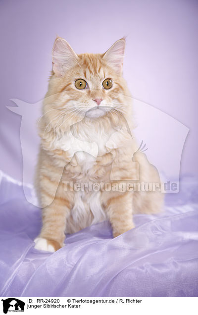junger Sibirischer Kater / young Siberian tomcat / RR-24920