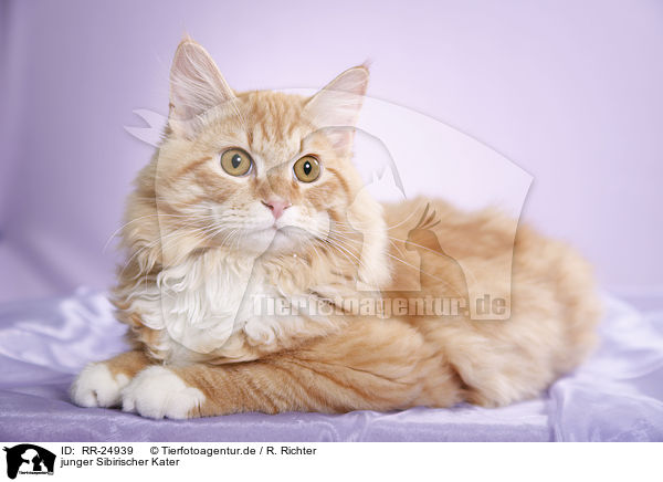 junger Sibirischer Kater / young Siberian tomcat / RR-24939