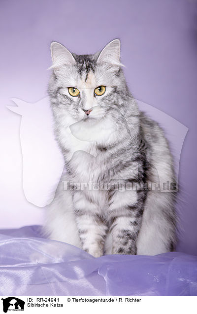 Sibirische Katze / Siberian Cat / RR-24941