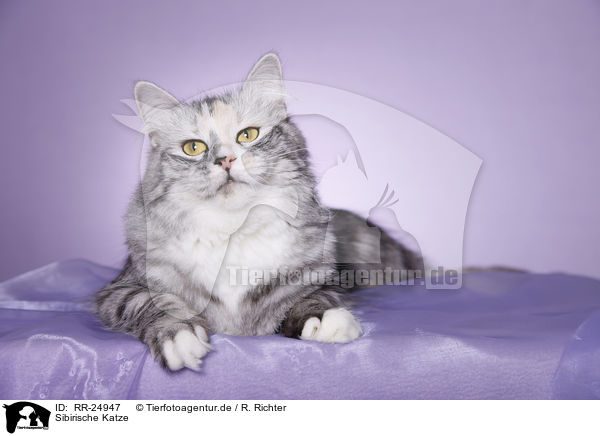 Sibirische Katze / Siberian Cat / RR-24947