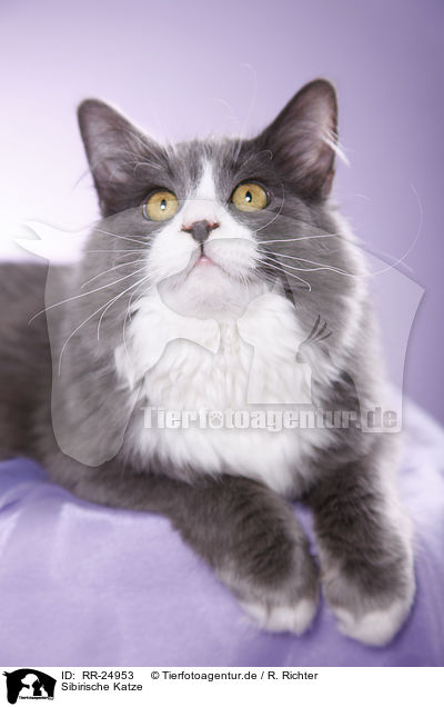 Sibirische Katze / Siberian Cat / RR-24953