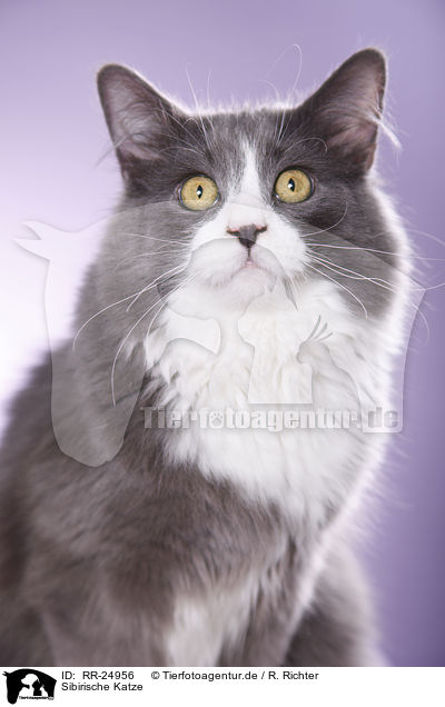 Sibirische Katze / Siberian Cat / RR-24956