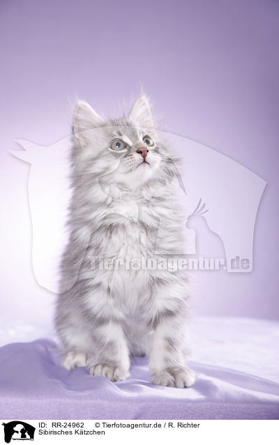 Sibirisches Ktzchen / Siberian kitten / RR-24962