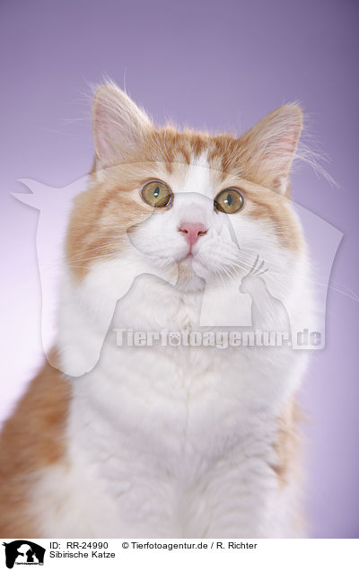 Sibirische Katze / RR-24990