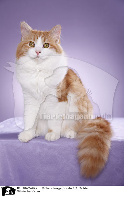 Sibirische Katze / RR-24999