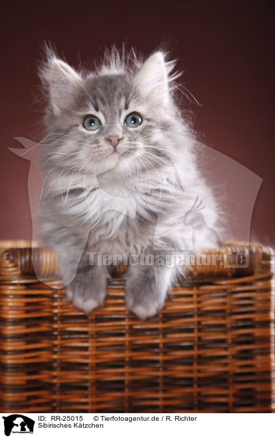 Sibirisches Ktzchen / Siberian kitten / RR-25015