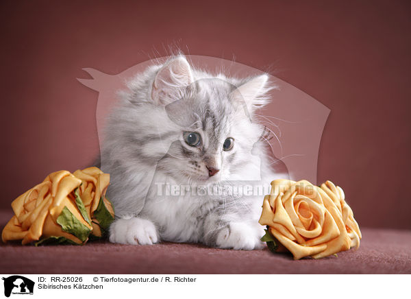 Sibirisches K�tzchen / Siberian kitten / RR-25026