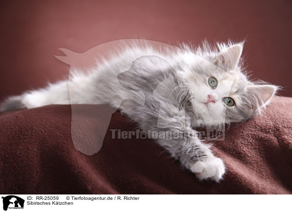 Sibirisches Ktzchen / Siberian kitten / RR-25059