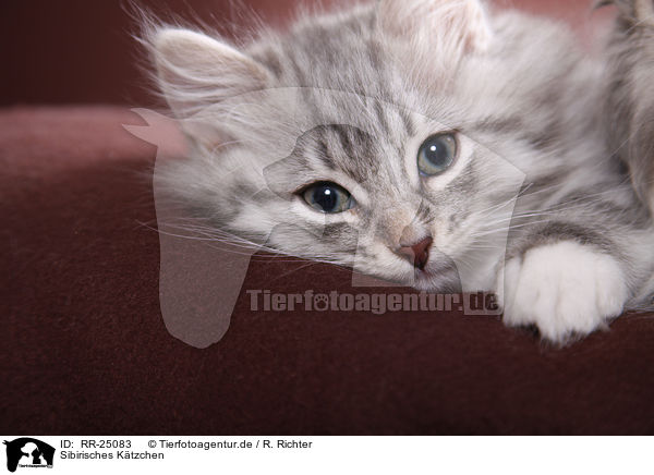 Sibirisches Ktzchen / Siberian kitten / RR-25083
