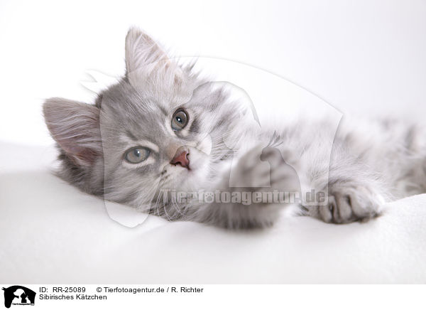 Sibirisches Ktzchen / Siberian kitten / RR-25089