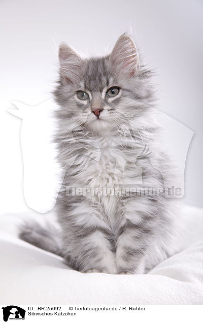 Sibirisches Ktzchen / Siberian kitten / RR-25092