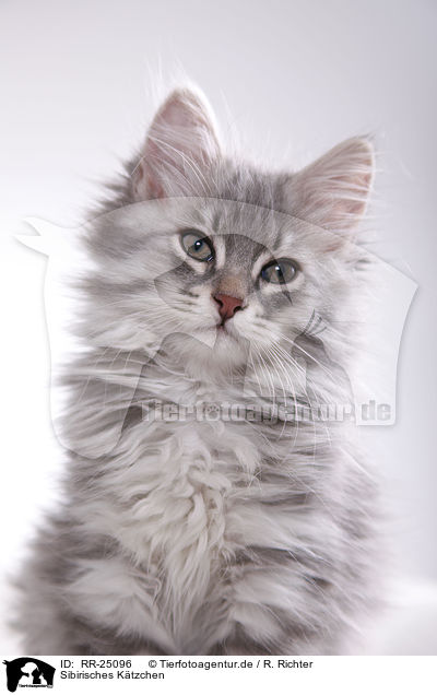 Sibirisches Ktzchen / Siberian kitten / RR-25096