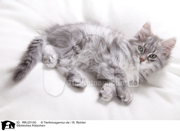 Sibirisches Ktzchen / Siberian kitten / RR-25100