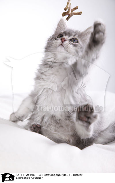 Sibirisches Ktzchen / Siberian kitten / RR-25106