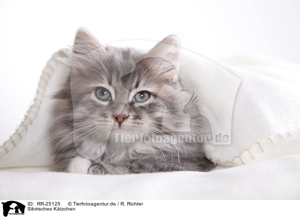 Sibirisches Ktzchen / Siberian kitten / RR-25125