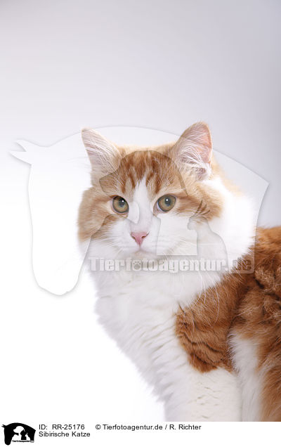 Sibirische Katze / RR-25176