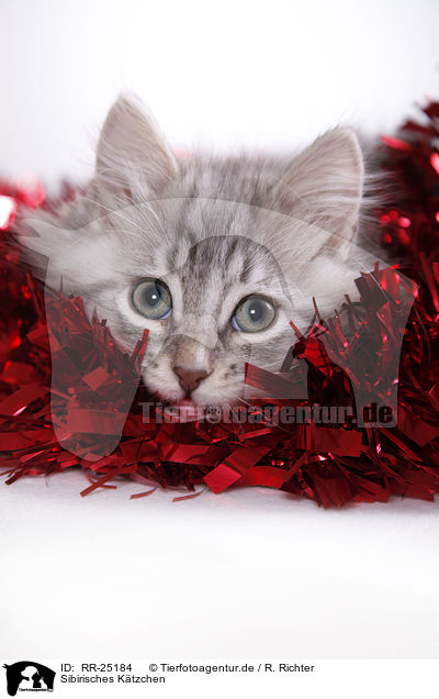 Sibirisches Ktzchen / Siberian kitten / RR-25184