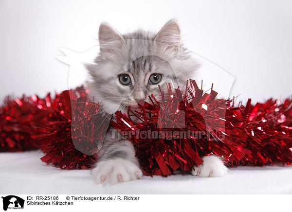 Sibirisches Ktzchen / Siberian kitten / RR-25186