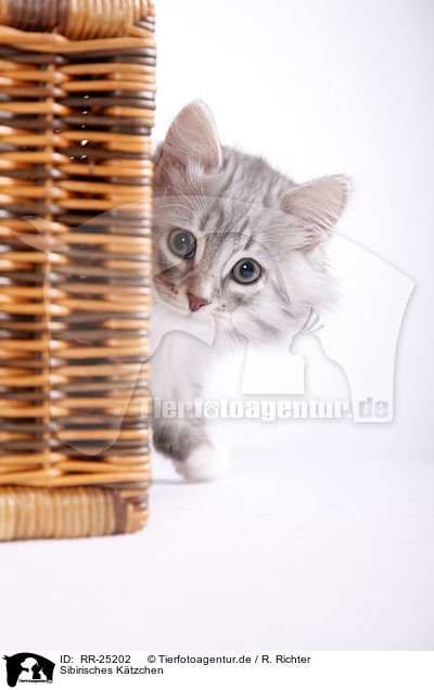 Sibirisches Ktzchen / Siberian kitten / RR-25202