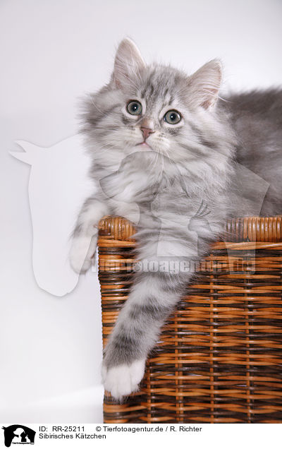 Sibirisches Ktzchen / Siberian kitten / RR-25211
