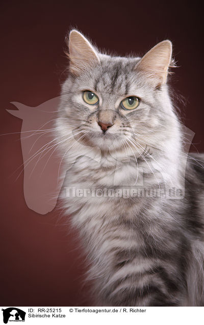 Sibirische Katze / Siberian Cat / RR-25215