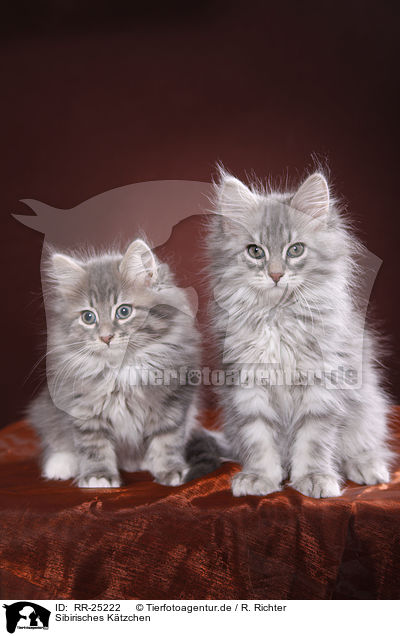 Sibirisches Ktzchen / Siberian kitten / RR-25222