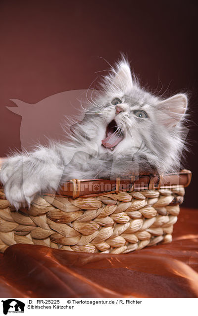 Sibirisches Ktzchen / Siberian kitten / RR-25225