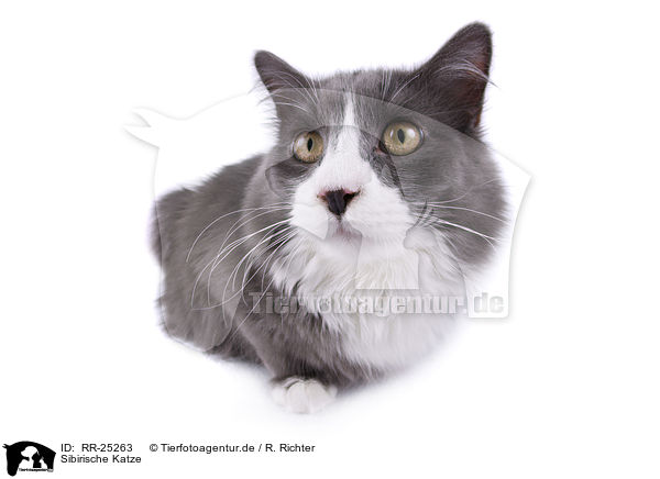 Sibirische Katze / RR-25263