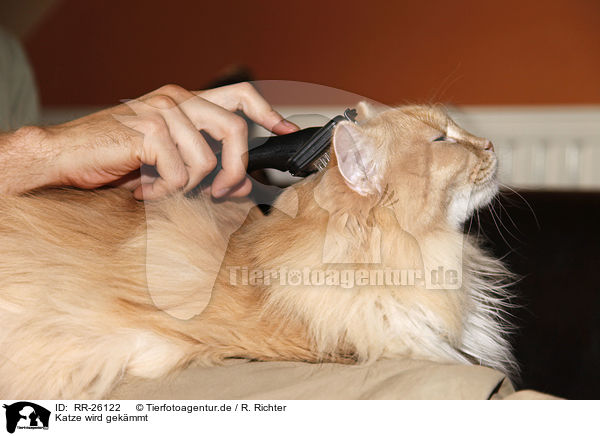 Katze wird gekmmt / cat combed / RR-26122